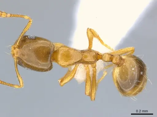 Monomorium exiguum - CASENT0217367