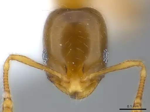 Monomorium exiguum - CASENT0217367