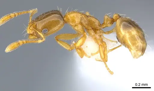 Monomorium exiguum - CASENT0217367