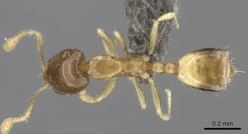 Monomorium exiguum - CASENT0235523