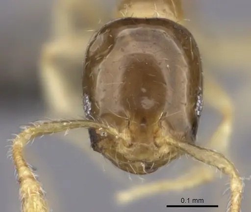 Monomorium exiguum - CASENT0235523