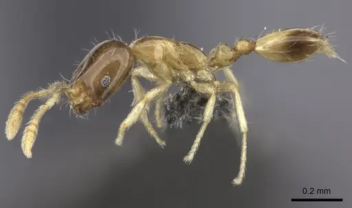 Monomorium exiguum - CASENT0235523
