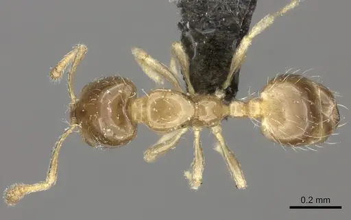 Monomorium exiguum - CASENT0235917