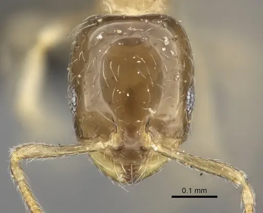 Monomorium exiguum - CASENT0235917