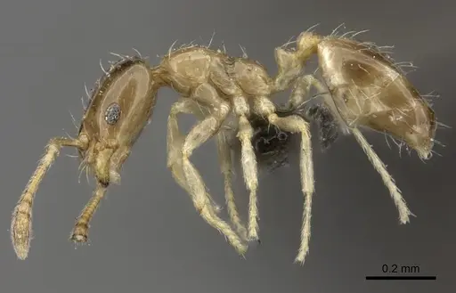Monomorium exiguum - CASENT0235917