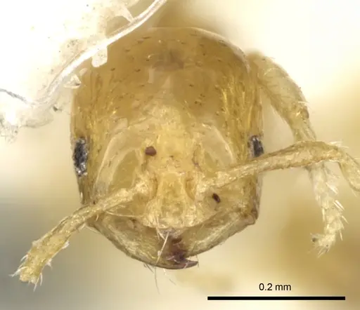 Monomorium exiguum - CASENT0249852