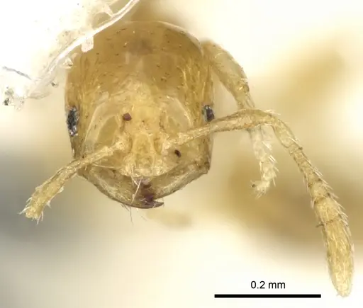 Monomorium exiguum - CASENT0249852