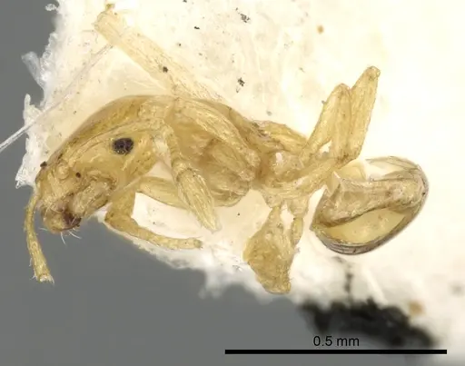 Monomorium exiguum - CASENT0249852