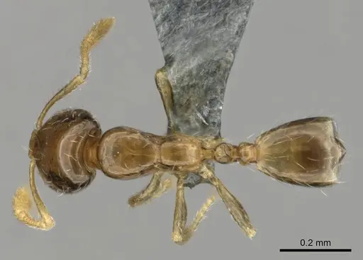 Monomorium exiguum - CASENT0258321