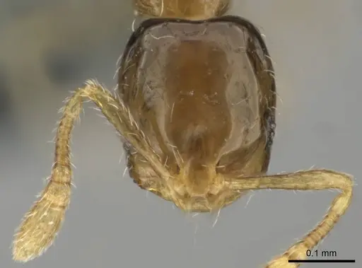 Monomorium exiguum - CASENT0258321