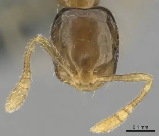 Monomorium exiguum - CASENT0258321