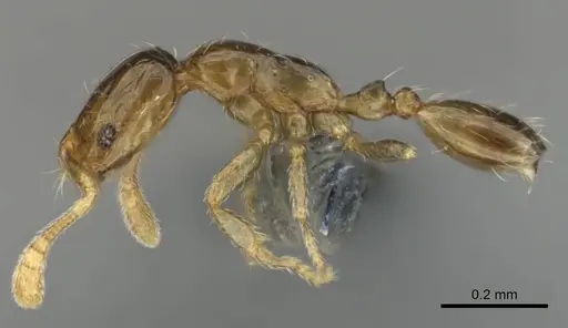 Monomorium exiguum - CASENT0258321