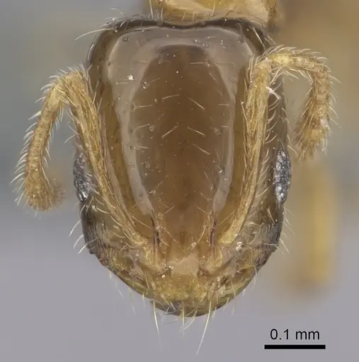 Monomorium exiguum - CASENT0263858