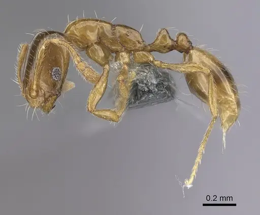 Monomorium exiguum - CASENT0263858
