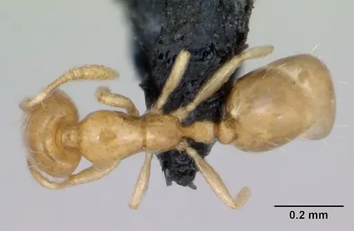 Monomorium exiguum - CASENT0470747
