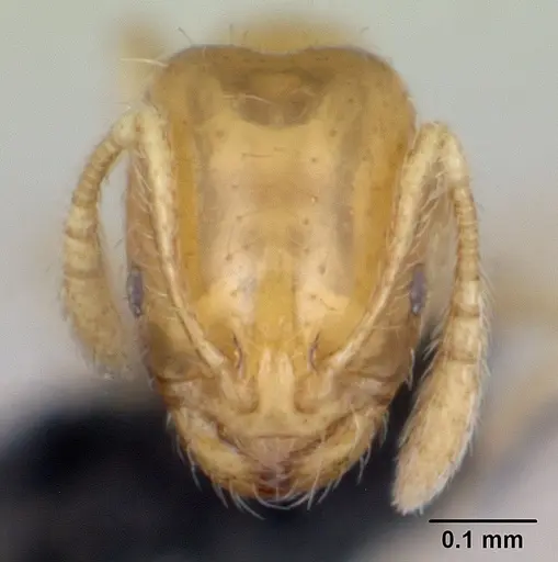 Monomorium exiguum - CASENT0470747