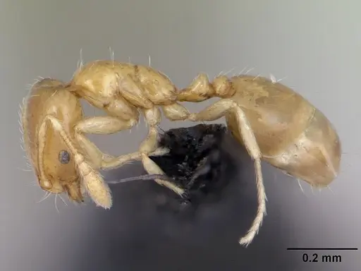 Monomorium exiguum - CASENT0470747