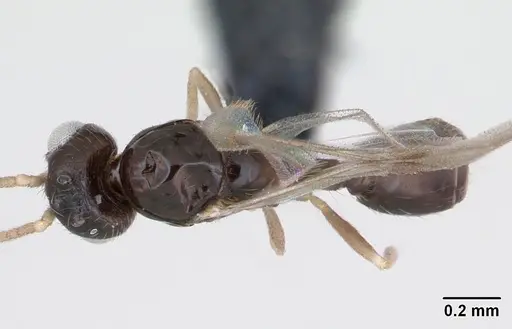 Monomorium exiguum - CASENT0474519