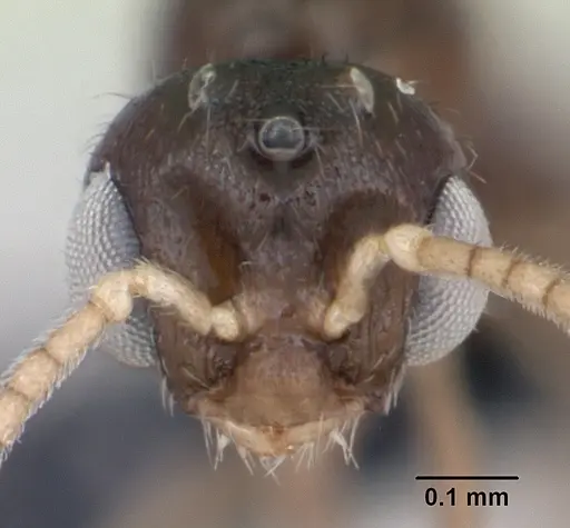 Monomorium exiguum - CASENT0474519