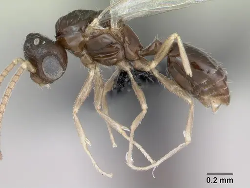 Monomorium exiguum - CASENT0474519