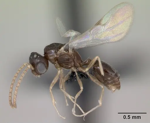 Monomorium exiguum - CASENT0474519