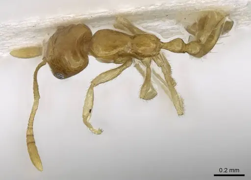 Monomorium exiguum - CASENT0746611