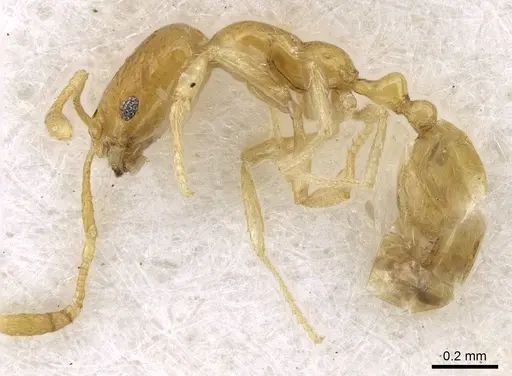 Monomorium exiguum - CASENT0746611