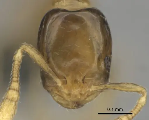 Monomorium exiguum - CASENT0812203