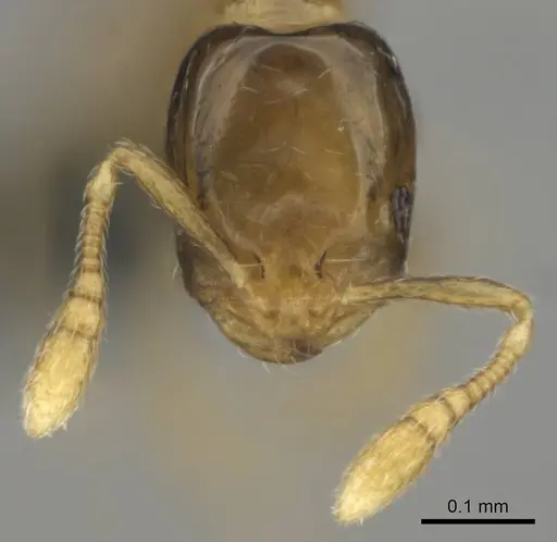 Monomorium exiguum - CASENT0812203