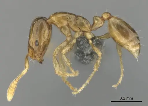 Monomorium exiguum - CASENT0812203