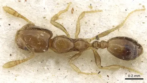 Monomorium exiguum - CASENT0902267