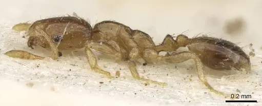 Monomorium exiguum - CASENT0902267