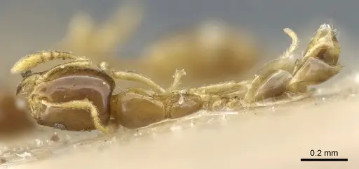 Monomorium exiguum - CASENT0904589