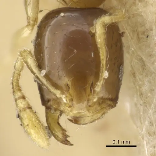 Monomorium exiguum - CASENT0904589