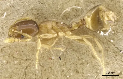 Monomorium exiguum - CASENT0904589