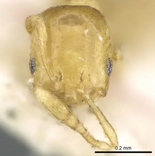 Monomorium exiguum - CASENT0906342