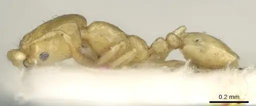 Monomorium exiguum - CASENT0906342