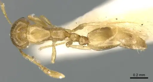 Monomorium exiguum - CASENT0906343