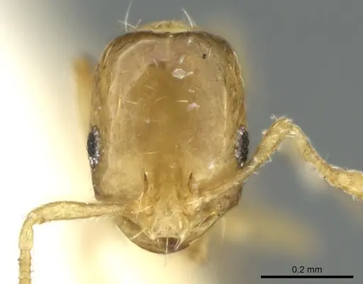 Monomorium exiguum - CASENT0906343