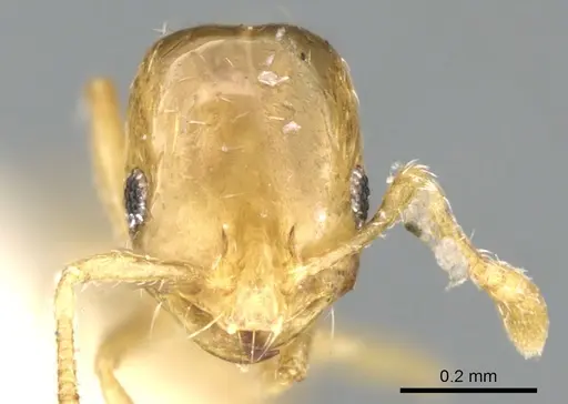 Monomorium exiguum - CASENT0906343