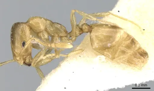 Monomorium exiguum - CASENT0906343