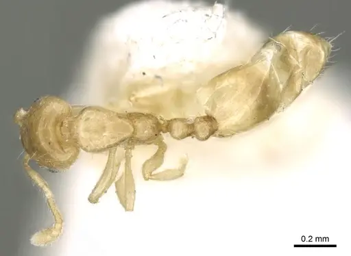 Monomorium exiguum - CASENT0906344