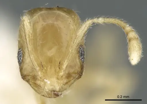 Monomorium exiguum - CASENT0906344