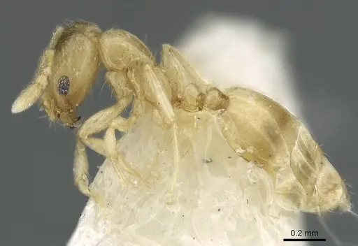 Monomorium exiguum - CASENT0906344