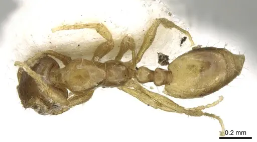 Monomorium exiguum - CASENT0906345