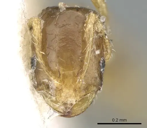 Monomorium exiguum - CASENT0906345