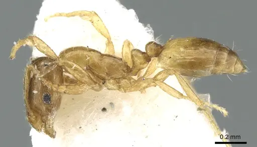 Monomorium exiguum - CASENT0906345