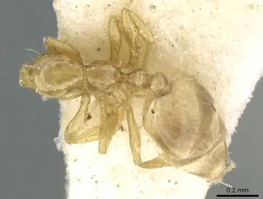 Monomorium exiguum - CASENT0906346