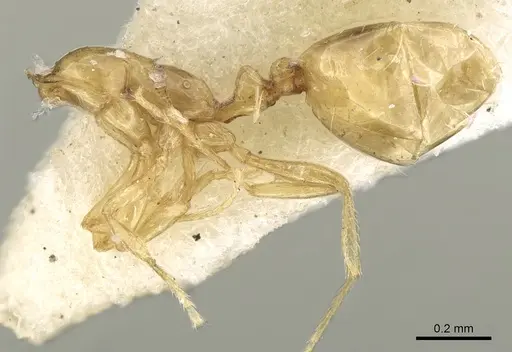 Monomorium exiguum - CASENT0906346