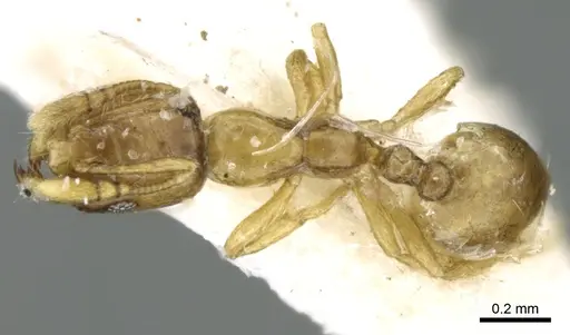 Monomorium exiguum - CASENT0906347